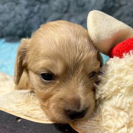 Summer - Cream female Dachshund puppy in Bigfork, Minnesota from Dachshunds Up North