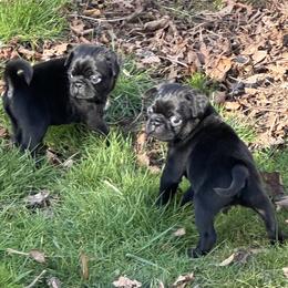 Girl - Black female Pug puppy in Gold Bar, Washington from PNW Pugs