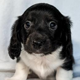 T-Rex - Black and cream male Dachshund puppy in Winamac, Indiana from WZ Kennels