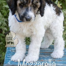 Poodle Puppies from Kindred Kennels