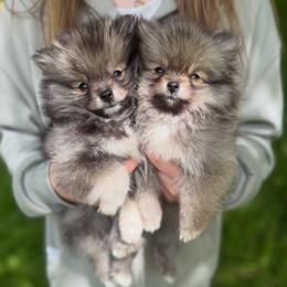 Denali and Timber - Wolf sable male Pomsky puppy in Coos Bay, Oregon from Ocean View Pomskies