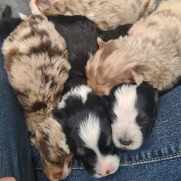 Australian Shepherd Puppies from Whitfarm Aussies