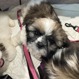 Tank - Tricolor male Shih Tzu puppy in Bakersfield, California from Little pumpkin Shih Tzu’s