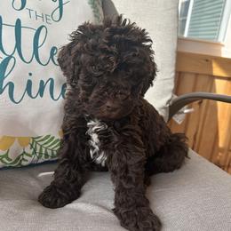 Boy ( green) - Chocolate male Labradoodle puppy in Lowville, New York from Pleasant View Labradoodles and micro cockapoos
