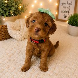 Sparkle - Red Collar - Apricot female Goldendoodle puppy in Huntsville, Alabama from Falcon Ridge Doodles