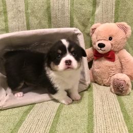Pembroke Welsh Corgi Puppies from A&A’s Adorable Corgis