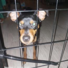 Frog - Miniature Pinscher