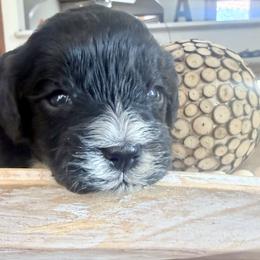 Boy 3 - Black and white male Cavapoo puppy in Bloomfield, Iowa from Schooley Doodles