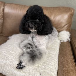 Luna - Poodle
