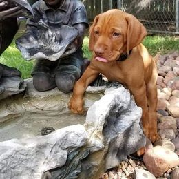 Vizsla Puppies from Krichen Vizslas