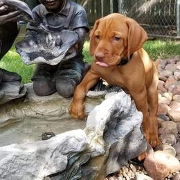 Vizsla Puppies from Krichen Vizslas