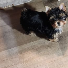 Yorkshire Terrier Puppies from Hetzel’s Enchanted Yorkies (Michigan)