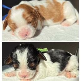 AKC Boy 2 - Blenheim male Cavalier King Charles Spaniel puppy in Pleasant Hill, Iowa from Harvest Creek
