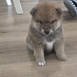 Shiba Inu Puppies from Diwasou