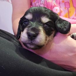 Black and Cream female white paws PURPLE - Black and cream female Dachshund puppy in Fulton, Missouri from New Hope Dachshund Puppies