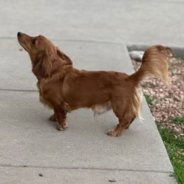 Rhys - Dachshund