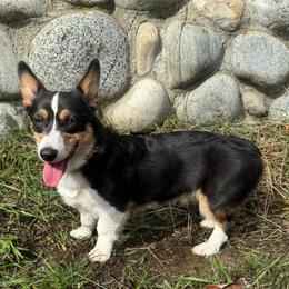 Willow - Pembroke Welsh Corgi