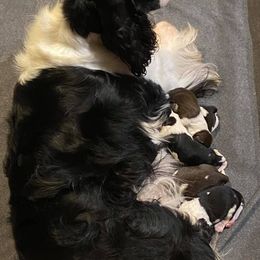English Springer Spaniel and Labrador Retriever Puppies from Buffie Gonzales