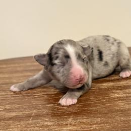 Girl blue Merle - Blue merle female Miniature Australian Shepherd puppy in Danville, Alabama from A&L Farms