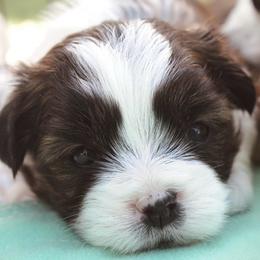 Dock - Brown male Shichon puppy in Pennsylvania from Manor Hills Shih Tzus