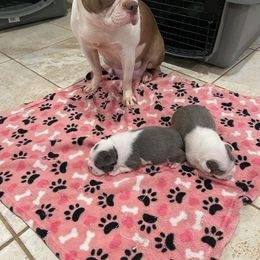 Boston Terrier All Grown Up from Boston Terriers of Conroe