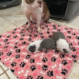Boston Terrier All Grown Up from Boston Terriers of Conroe