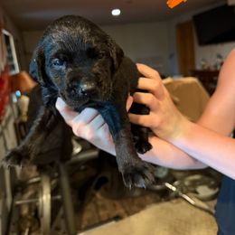 Boy 2 - Black male Labrador Retriever puppy in Black Creek, Wisconsin from Copper View Farm German Shepherds and Labrador Retreivers