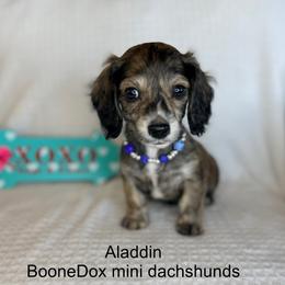 Aladdin - Brindle male Dachshund puppy in Lexington, Oklahoma from BooneDox Miniature Dachshunds