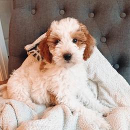 Ozzie - Parti male Goldendoodle puppy in Austin, Texas from Cedarcrest Goldendoodles