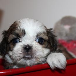 Girl 2 - Red and white female Shih Tzu puppy in Craig, Colorado from Rocky Mountain Shih Tzus and Dry Creek Miniature Dachshunds