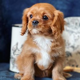 Cavalier King Charles Spaniels from Timberline Cavaliers