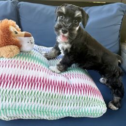 Maxine - Black and silver female Miniature Schnauzer puppy in Canyon Lake, Texas from Chambers Schnauzers