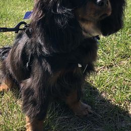 Cavalier King Charles Spaniels and Companion Crosses from Bluffroads Cavaliers and Chiliers