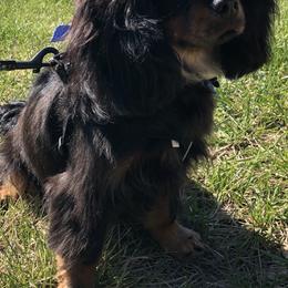 Cavalier King Charles Spaniels and Companion Crosses from Bluffroads Cavaliers and Chiliers