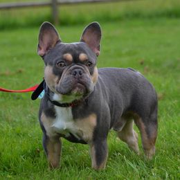 French Bulldog All Grown Up from Shell Creek Kennels