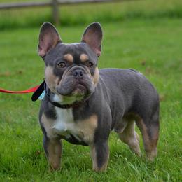 French Bulldog All Grown Up from Shell Creek Kennels