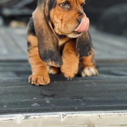 Basset Hound Puppies from Central Kentucky Basset Hounds