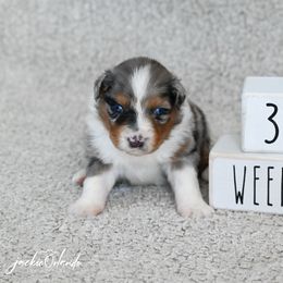 Boy 2 - Blue merle male Australian Shepherd puppy in Rochester, Massachusetts from Clover Creek Aussies