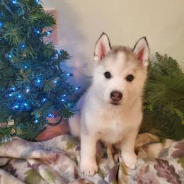 Cicada - Gray and white female Siberian Husky puppy in Elk River, Minnesota from Naturez Siberians