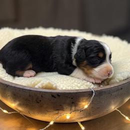 Arden - Black tri-color male Australian Shepherd puppy in Statesville, North Carolina from Charming Australian Shepherds