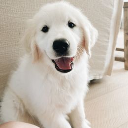 Golden Retriever Puppies from Claiborne Golden
