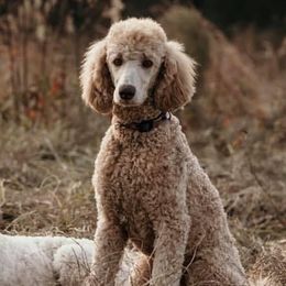 Milli - Poodle