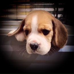 Beagle and German Shepherd Puppies from Synastry Beagles