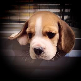 Beagle and German Shepherd Puppies from Synastry Beagles