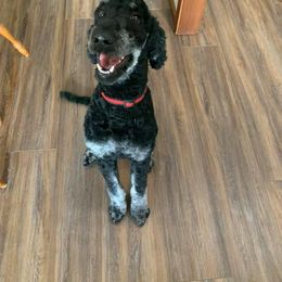 Double Doodle and Goldendoodle All Grown Up from Remi’s DoubleDoodles