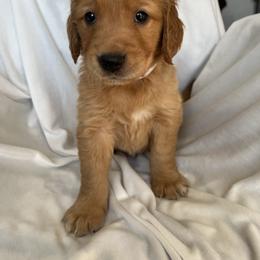 While Male - Dark golden male Golden Retriever puppy in Fenton, Missouri from Thoroughmark Retrievers