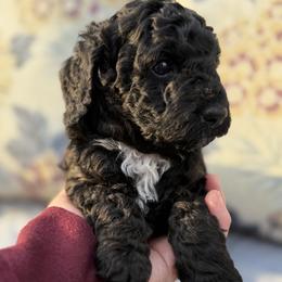Bernedoodle Puppies from Loves legacy Doodles