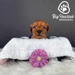 Bunny - Red  female Goldendoodle puppy in Utah County, Utah from Big Hearted Breeders