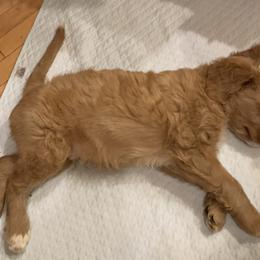 Double Doodle Puppies from Riverside Doodles in Seattle (A+ double doodles)
