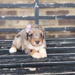 Apricot - Blue merle female Aussiedoodle puppy in Cartersville, Georgia from Simply Blessed Doodles